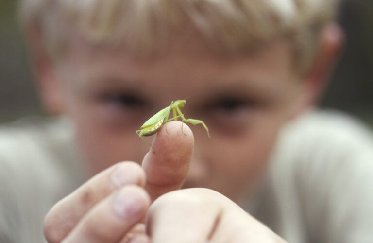 A little boy with a bug