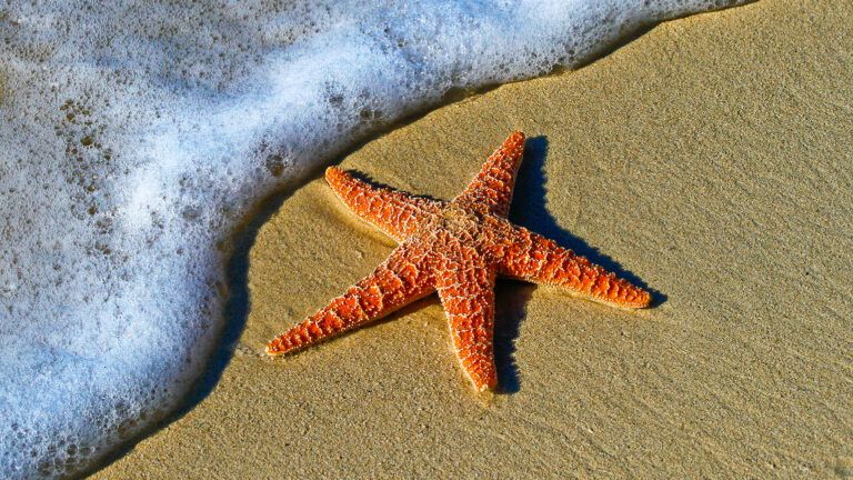 A starfish; photo by Pedro Lastra on Unsplash