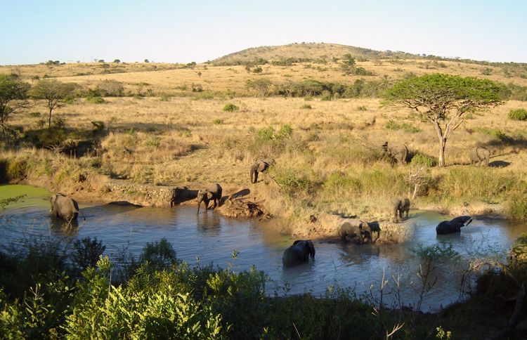 Guideposts: Elephants at a watering hole