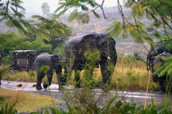 Guideposts: The elephants returned on the same day in 2014 and 2015
