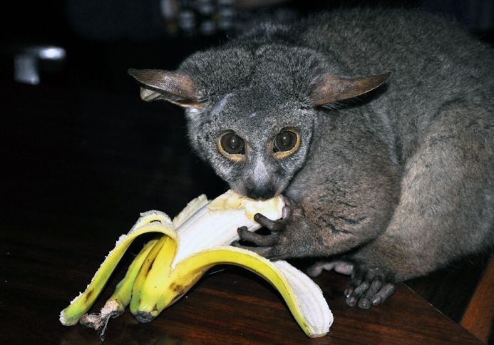 Guideposts: George, an adorable, hungry, bushbaby who resides at Thula Thula