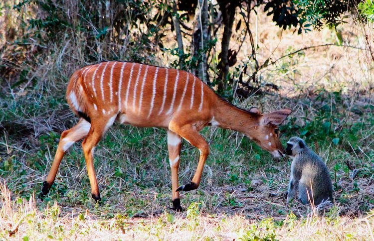 Guideposts: Two unlikely animals forge a friendship at Thula Thula