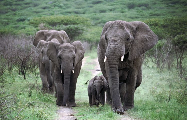 Guideposts: a herd of wild elephants who Lawrence adopted when they were about to be put to death
