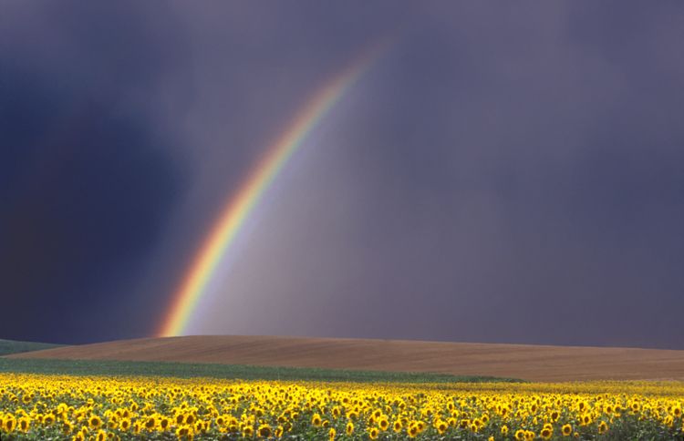 Guideposts: A rainbow appears above a field filled with bright yellow flowers