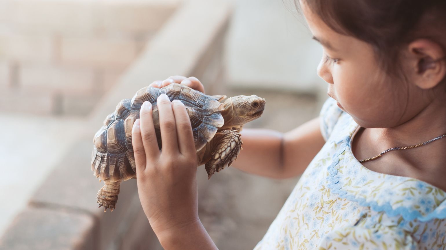 A young Asian girl with her pet turtle.