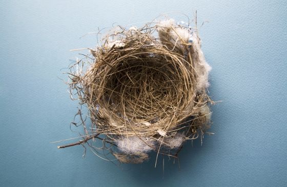 an empty bird nest