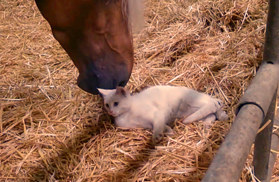 This cat cuddles with the horse.