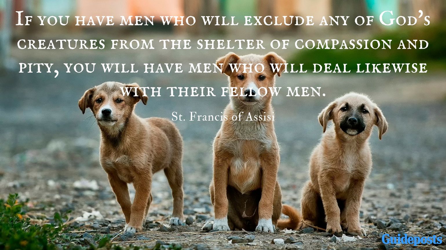 Three puppies and Saint Francis quotes