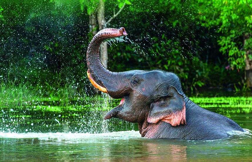 A male Asian elephant enjoying a bath