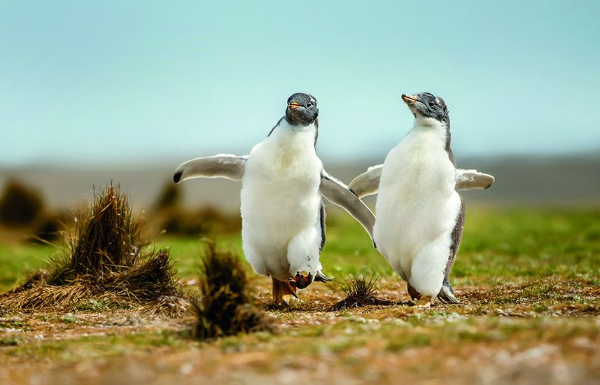 Two penguin chicks happily running on the grass field