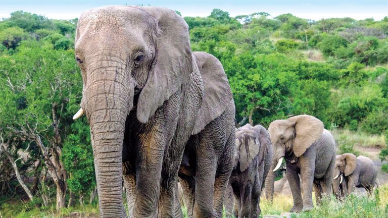 Lawrence Anthony's elephant friends; photo by Françoise Malby Anthony