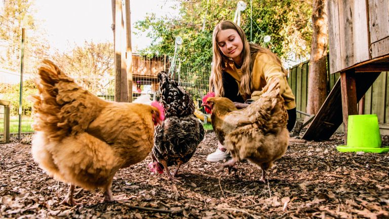 Noelle Vorbau, 13, with her chickens in the backyard of her Los Altos, CA home.