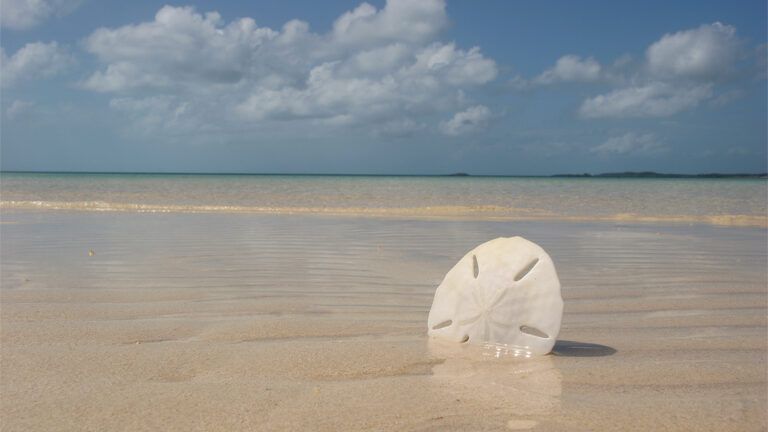A sand dollar on a beach