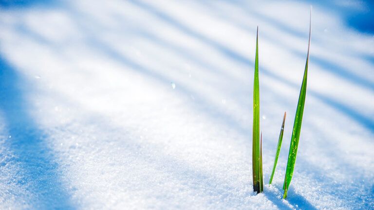Green blades of grass peek out of the snow
